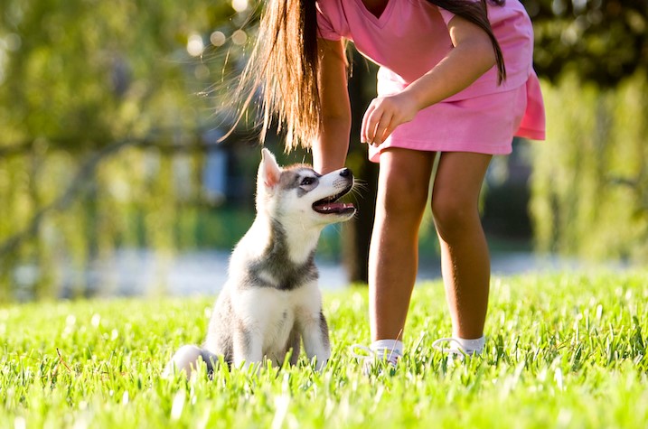 How to Train a Puppy: Unlocking the Secrets to Success