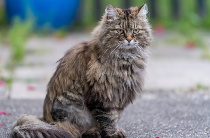 Unveiling the Charm of Ragamuffin Cat Breed: Everything You Need to Know